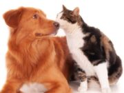 En Subachoque Jornada de Vacunación y Esterilización