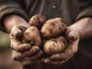 Participe del Proyecto de Papa Nativa en Sibaté