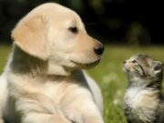 Sibaté cierra el año con Programas de Apoyo Alimentario