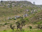 Soacha y la CAR Unen Fuerzas para Proteger el Último Matorral Altoandino