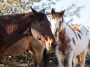 Sopó se prepara para el Gran Festival Equino