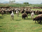 En Sibaté Taller sobre Manejo de la Productividad del Rebaño