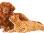 Tenjo celebra el bienestar animal con una jornada gratuita de esterilización