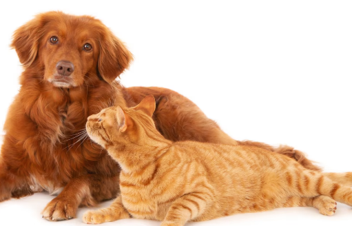 Tenjo celebra el bienestar animal con una jornada gratuita de esterilización