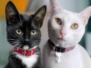 Adopción en Cajicá: Cambia la vida de Anni y Bianca