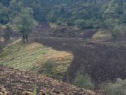 CAR Refuerza Operativos Y Detienen Cultivo de Papa en Zona Protegida de Cogua