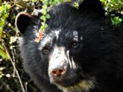 CAR y Gobernación de Cundinamarca Firman Convenio por el Oso Andino