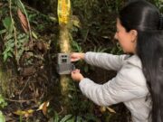 Cámaras trampa de la CAR captan especies “inesperadas” en corredor biológico de la cuenca del Río Negro