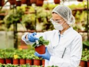 El Rosal presenta Nueva Oferta de empleo en el Sector Agrícola