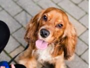 En Cajicá realizan Jornada de Adopción