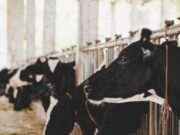 En Fusagasugá realizarán la Feria Comercial Ganadera