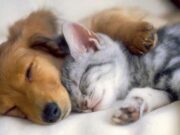 En Sopó Jornada de Esterilización y Cuidado de Mascotas