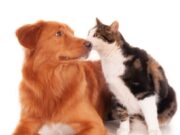 En Sopó Jornada de Esterilización y Cuidado de Mascotas