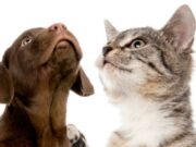 En Sopó Jornada de esterilización canina y felina