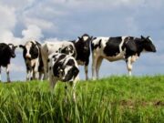 En Sopó Mercado Ganadero y Vitrina Comercial Agropecuaria