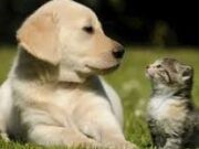 Vacunación Antirrábica en Cajicá