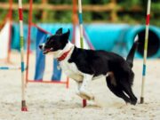 Albán invita a disfrutar de “Peludos en Movimiento” con su Mascota