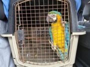CAR Rescata Guacamaya en Cautiverio y con Señales de maltrato en Zona Rural