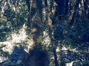 El “Corredor de los Felinos del Río Negro” será la mayor área protegida de la CAR