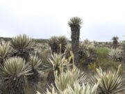 CAR y Municipios Firman Pacto de Conservación