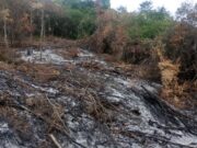 CAR y Policía Nacional frenan tala ilegal en Fusagasugá y Tibacuy