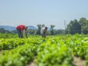 Capacitación gratuita para Agricultores de Tabio