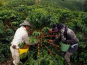 En Albán Inscripciones Abiertas para Fertilizantes