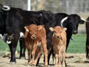 En Cogua Capacitación en Mejoramiento Genético Bovino