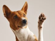 En Subachoque Jornada de Bienestar Animal