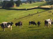 Feria Comercial Ganadera en Sibaté 2025