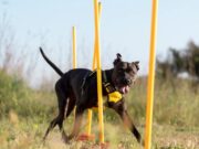 Jornada Recreativa “Peludos en Movimiento” en Albán