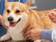 Vacunación Antirrábica Gratuita para Mascotas en Madrid