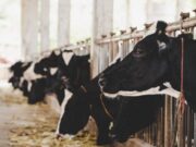 Abren Inscripciones para curso de producción ganadera en Nemocón