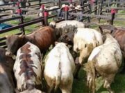 Albán impulsa el sector ganadero con su feria comercial