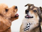 Alcaldía de Madrid refuerza la prevención contra la rabia en mascotas