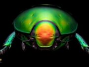 Exposición “Iridiscente: Joyas Vivientes” en Bogotá