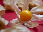 Cundinamarca lidera la producción de uchuva en Colombia