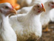 Cursos en producción agropecuaria en Cogua