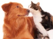 En Cota Jornada de Vacunación para Mascotas