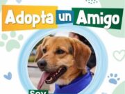 En Madrid Jornada de Adopción Animal