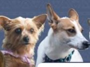 Esterilización gratuita para mejorar la calidad de vida animal