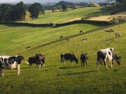 Inscripciones abiertas para curso de producción ganadera en Nemocón