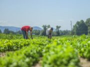 Inscripciones abiertas para los Talleres agropecuarios 2025 en Bojacá