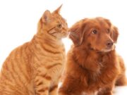 Jornada gratuita de Esterilización en Tenjo