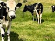 La Alcaldía de Sopó brinda asistencia integral a productores rurales