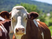 Tenjo promueve el desarrollo del sector agropecuario