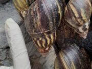 CAR activa alerta por presencia del caracol gigante africano