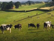 En Albán 6to Mercado Ganadero de Albán