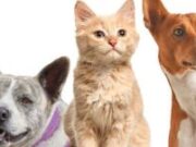 En Cajicá Jornada gratuita de vacunación antirrábica