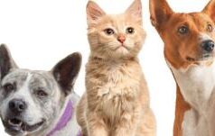 En Cajicá Jornada gratuita de vacunación antirrábica